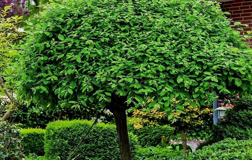 Ива козья (Salix caprea)