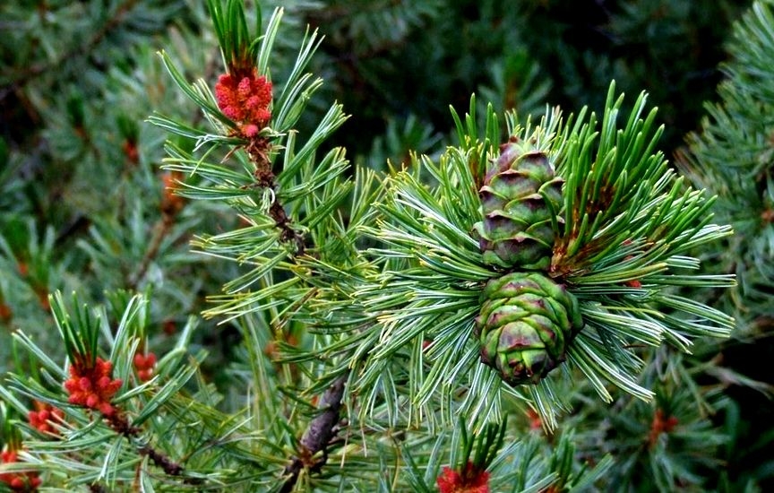 Сосна стланиковая (Pinus pumila)