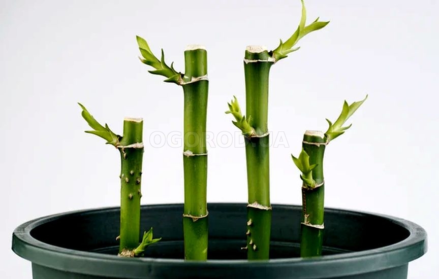Как вырастить счастливый бамбук - черенки Dracaena sanderiana