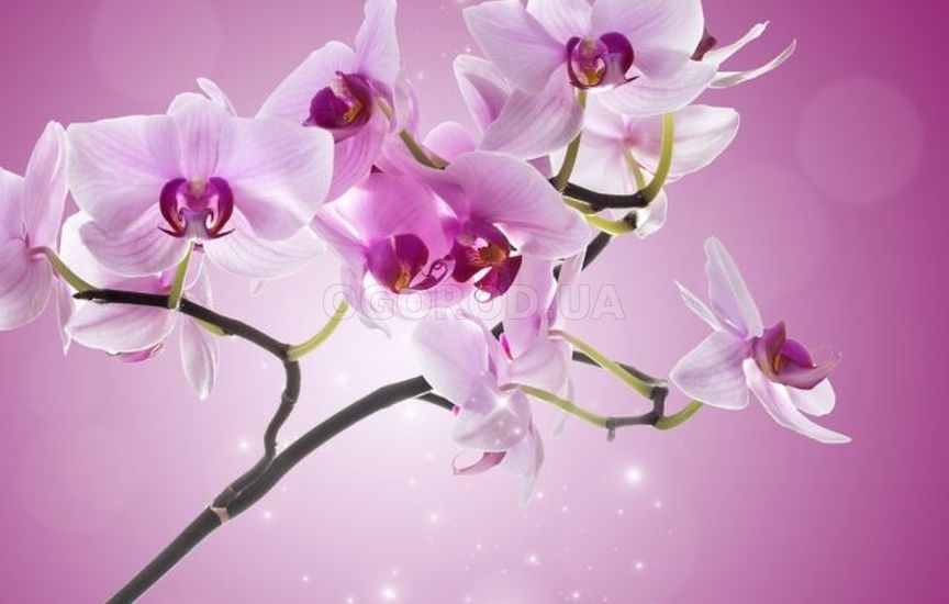 Календарь ухода за орхидеями
