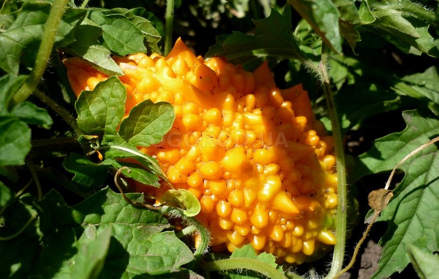 Плоды у момордики бугристые, по мере роста они меняют цвет