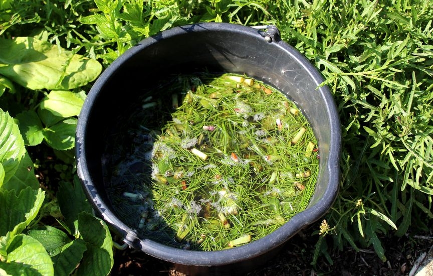 Траву можно использовать для приготовления жидкого зеленого удобрения
