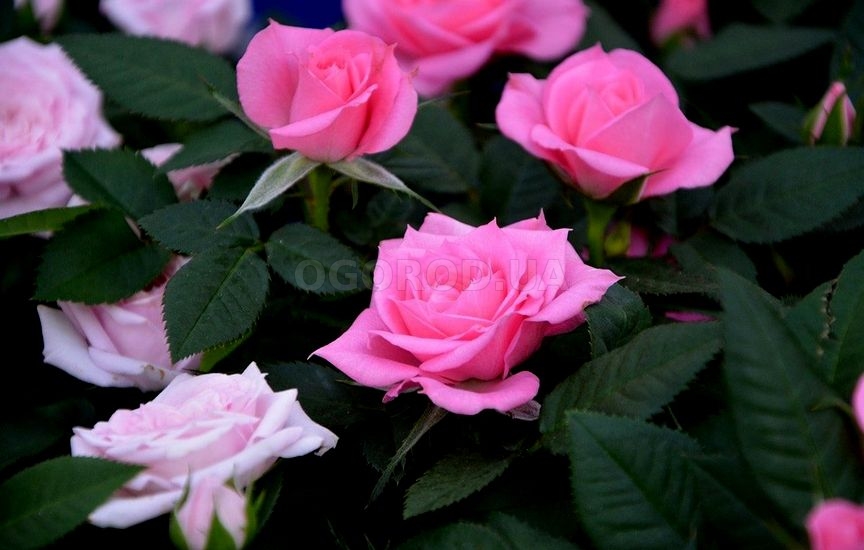 Уход за розами в августе: правила подкормки, полива, обрезки и подготовки к зиме