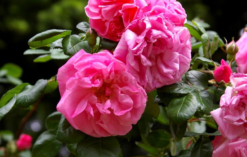 Роза садовая 'Весенняя заря'