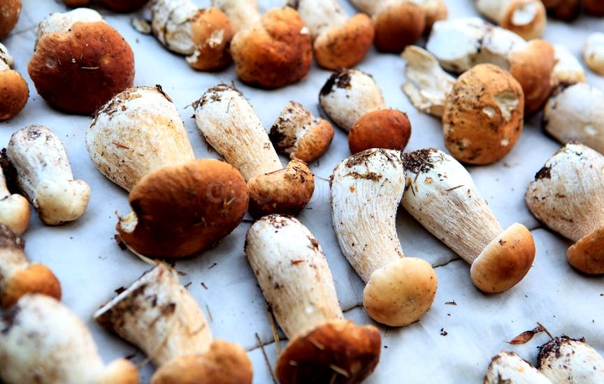 Сушка — самый удачный способ заготовки грибов на зиму