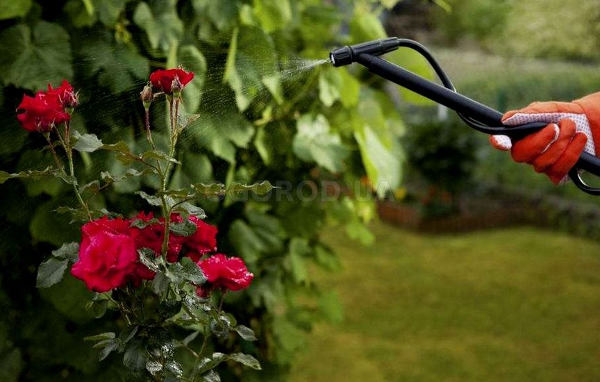 Борьба с вредителями роз летом и осенью