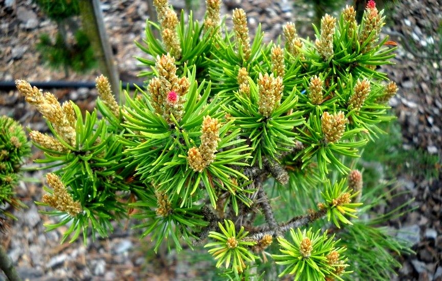 Сосна Банкса (Pinus Banksiana)