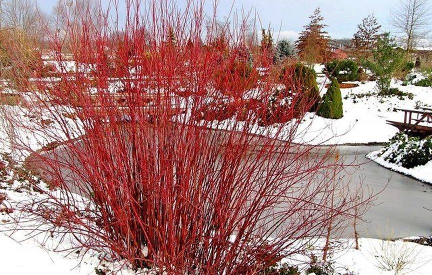 10 отличных способов украсить сад зимой