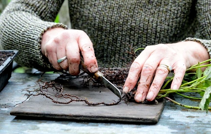Обнажите несколько корней выбранного вами растения с помощью вилки