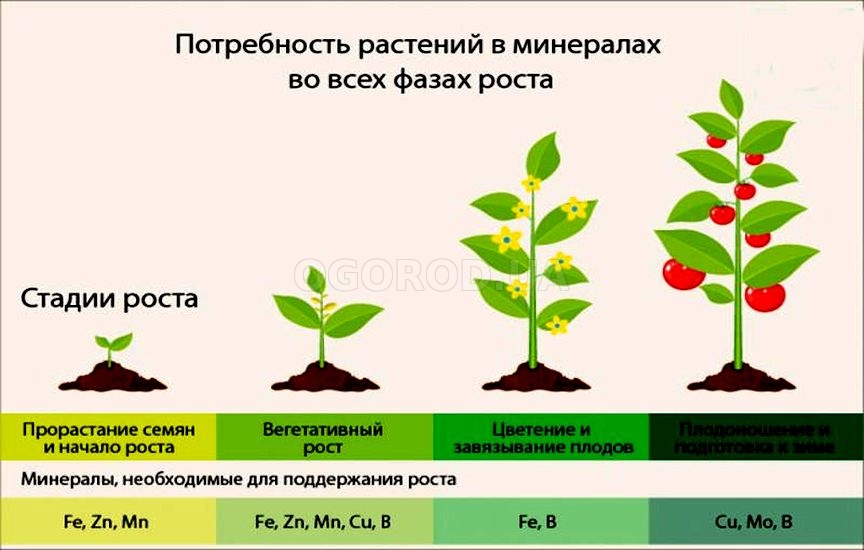 Потребность растений в микроэлементах в различные фазы роста
