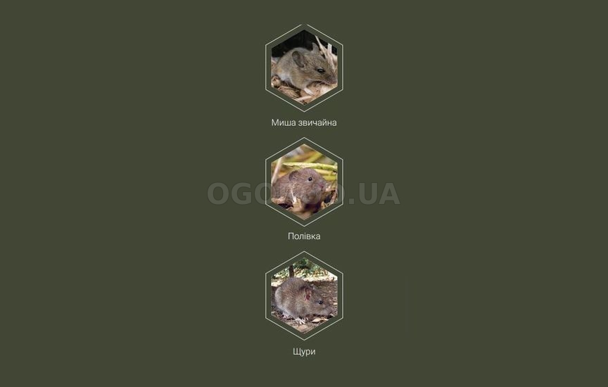 Борьба с грызунами на даче