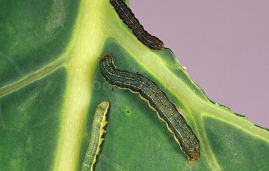 Огородная совка - «Mamestra oleacea / Lacanobia oleracea»