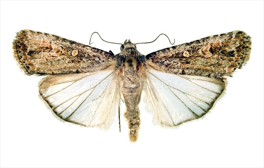Малая наземная совка - «Spodoptera exiqua»