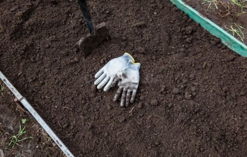 Что посадить на место раннего редиса