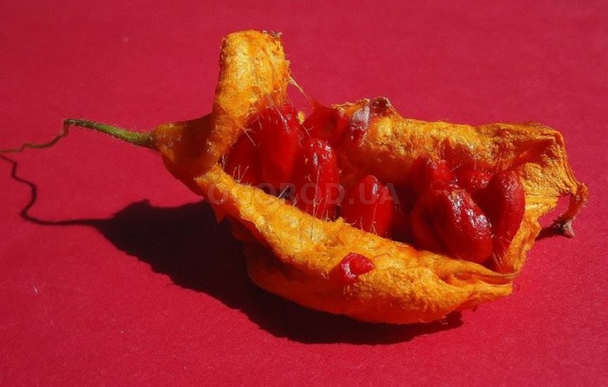 Момордика