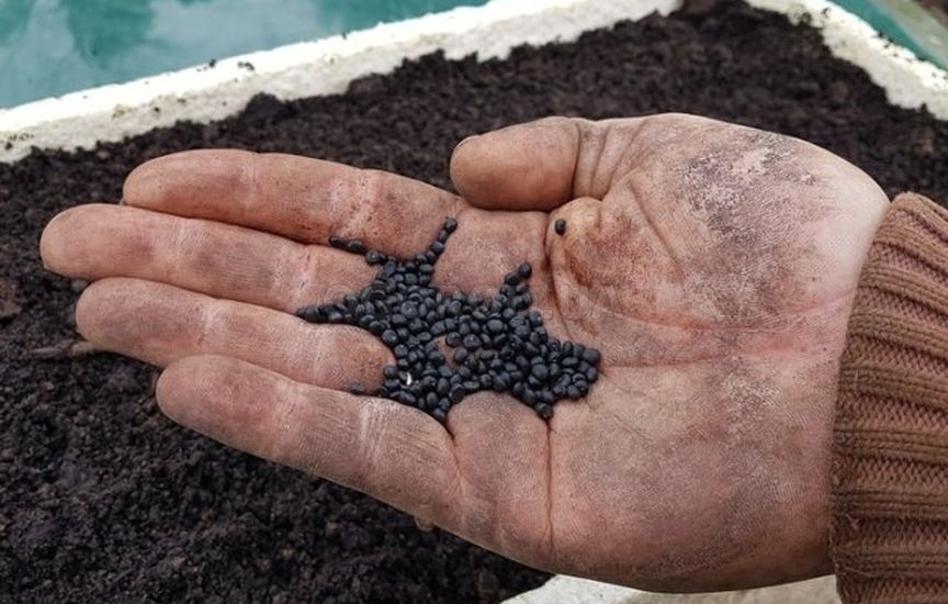 Секреты выращивания спаржи из семян