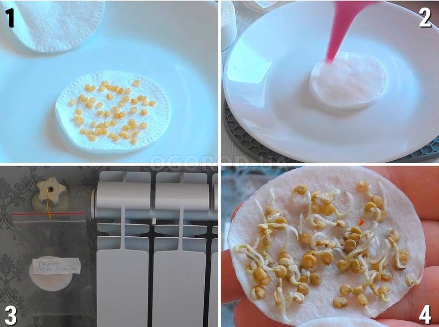 Сроки посева семян на рассаду: таблица для дачников