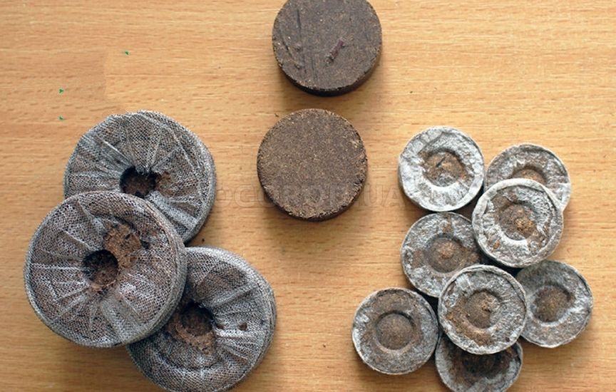 Рассада в торфяных таблетках: пошаговая инструкция