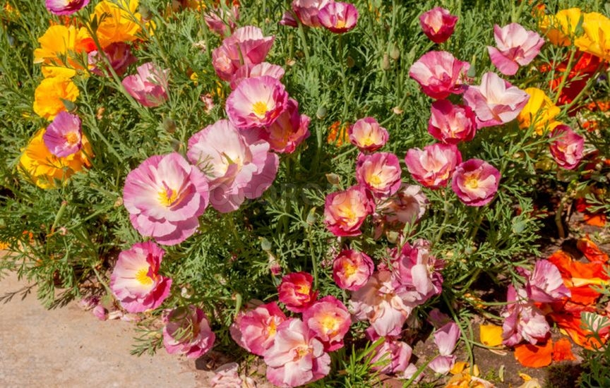 Какие цветы посеять прямо в грунт в апреле-мае