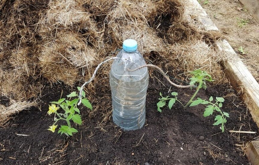 «Ленивый» огород: как сократить уход в два раза