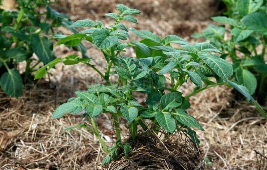 «Ленивый» огород: как сократить уход в два раза