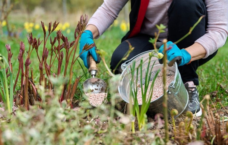 Подкормка многолетников весной