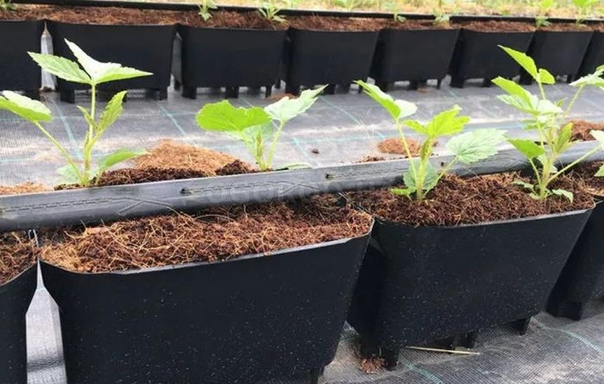 Малина из семян в домашних условиях