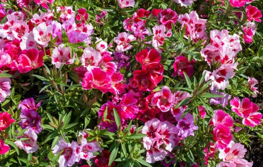 Какие цветы посеять прямо в грунт в апреле-мае