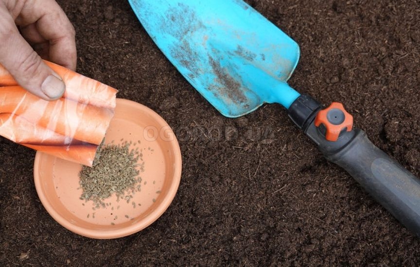 5 секретов сладкой и крупной моркови