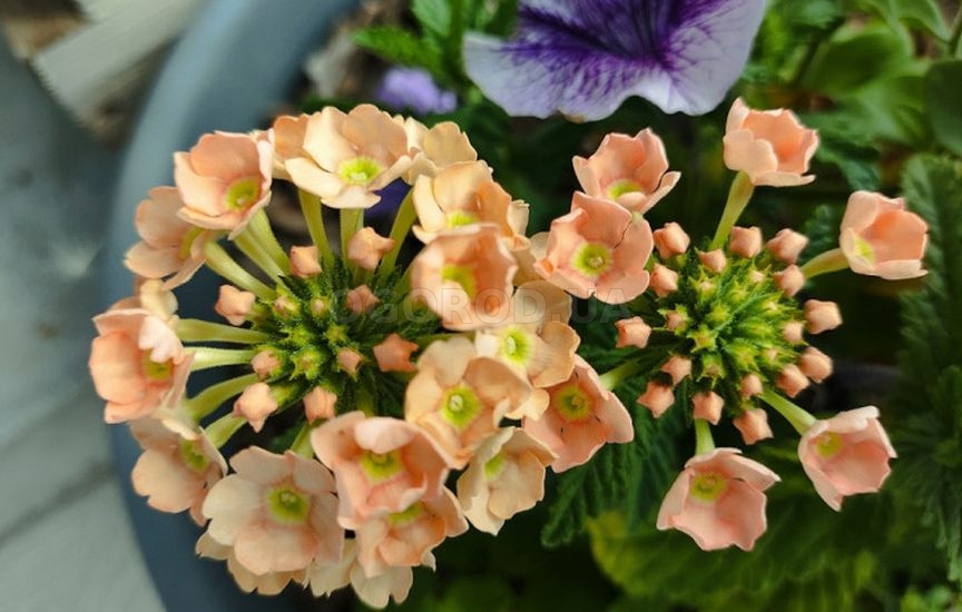 Какие цветы можно сеять на рассаду уже в январе