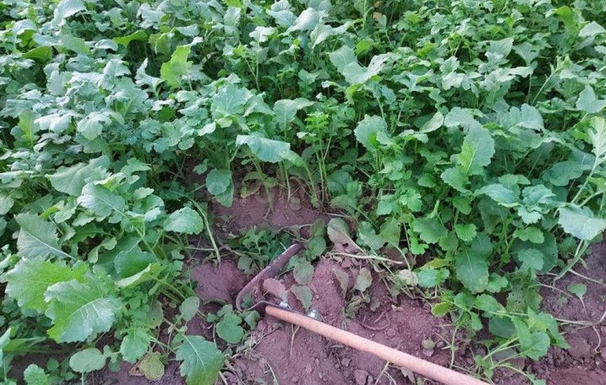 Методы восстановления почвы Методы восстановления почвы