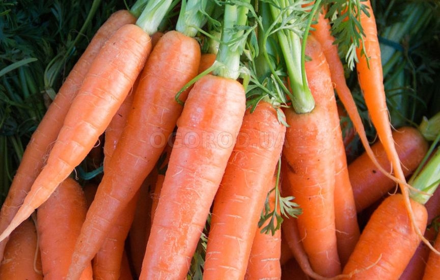 Морковь