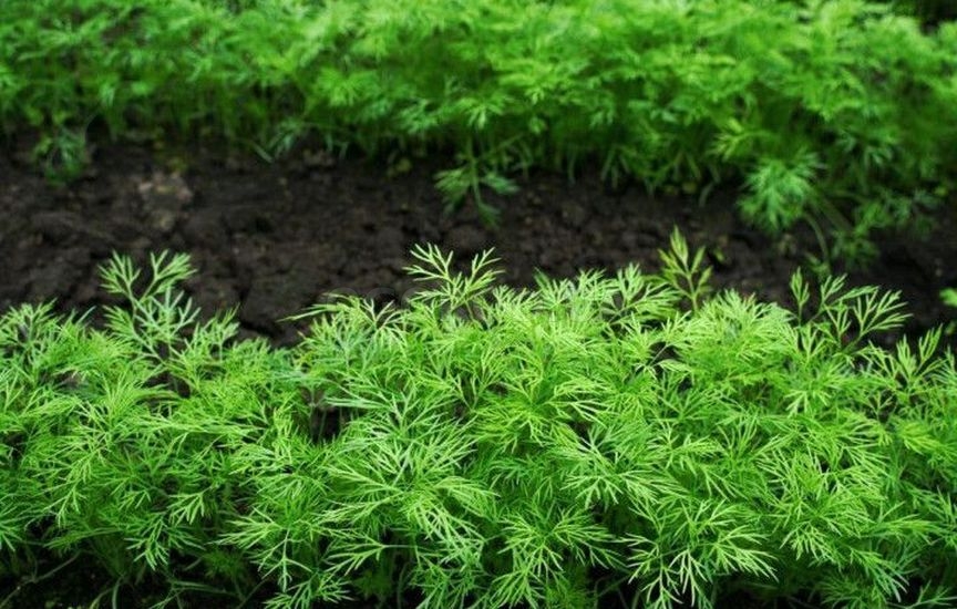 Как заставить теплицу приносить пользу и зимой