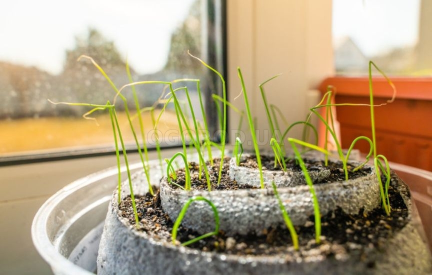 Как грамотно подготовить емкости для рассады Как грамотно подготовить емкости для рассады