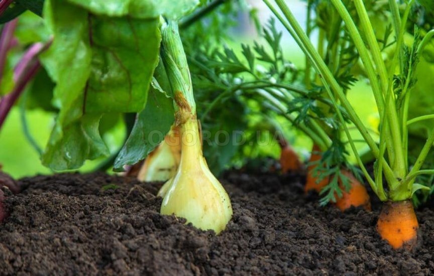 «Ленивый» огород: как сократить уход в два раза