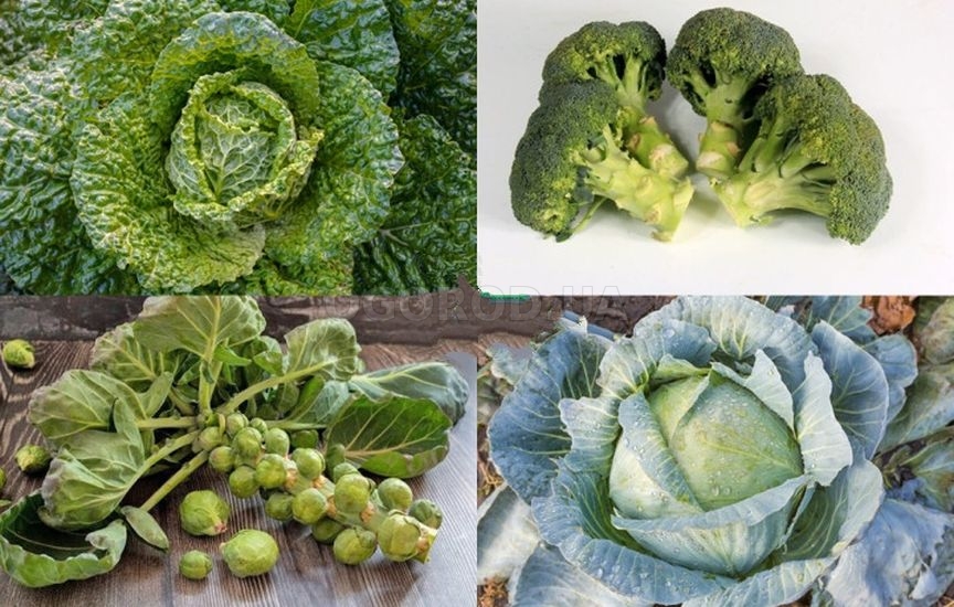 ЗОЖ-продукты на своем участке. Часть 2