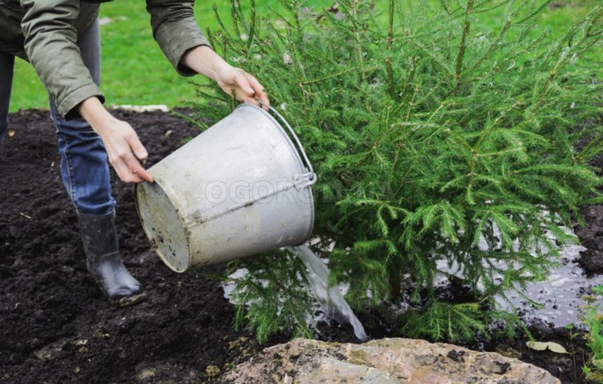 Осенний уход за хвойными растениями Осенний уход за хвойными растениями