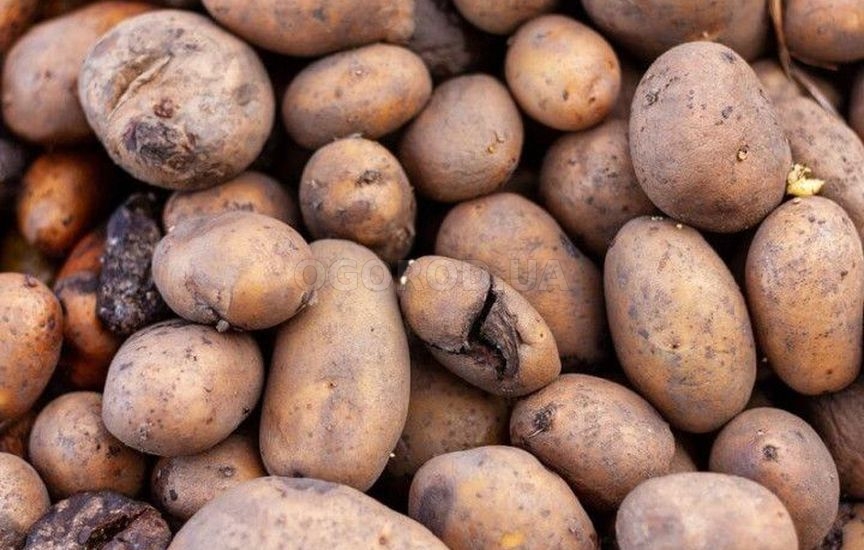 Ошибки зимнего хранения овощей