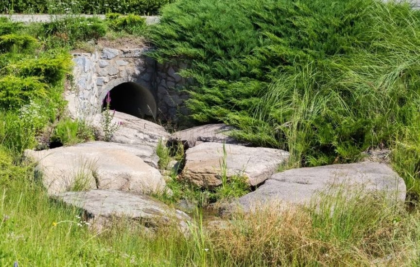 С чем и где посадить можжевельник – 9 стильных вариантов