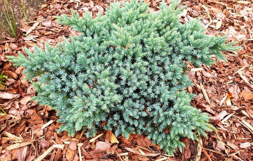 Осенний уход за хвойными растениями Осенний уход за хвойными растениями