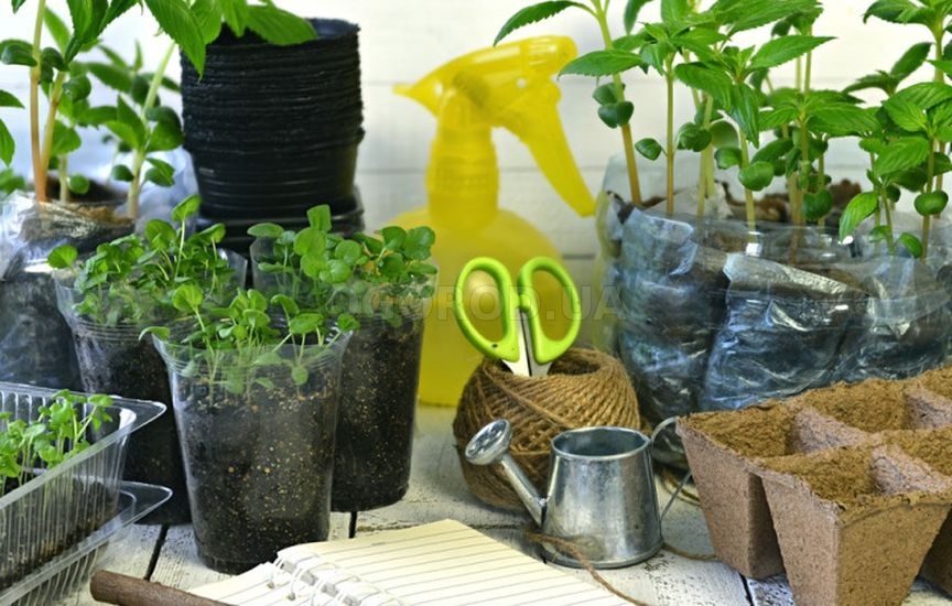 Сроки посева семян на рассаду: таблица для дачников