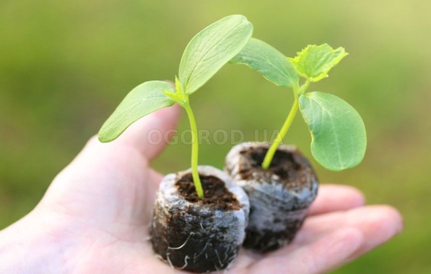 Как грамотно подготовить емкости для рассады Как грамотно подготовить емкости для рассады