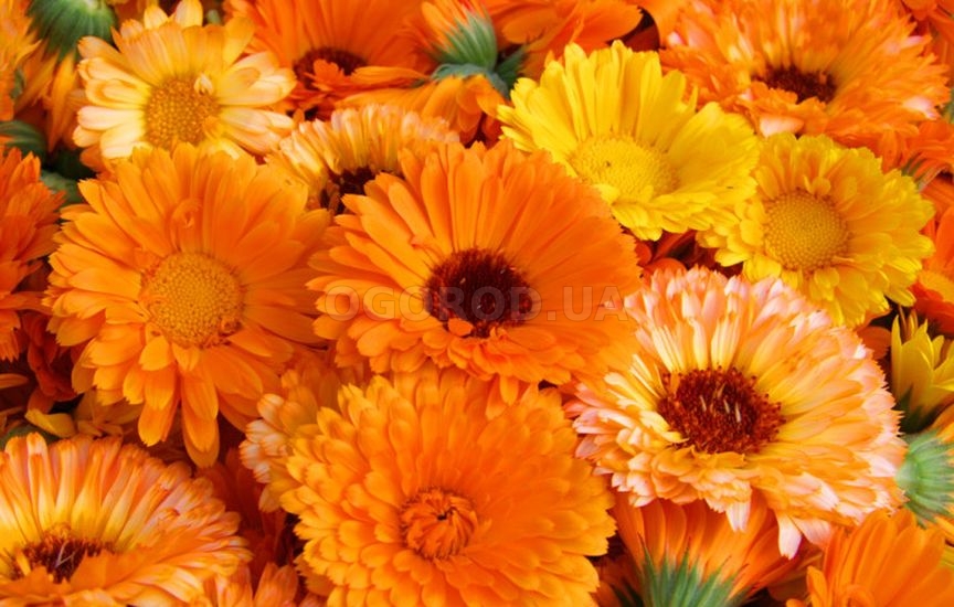 Какие цветы посеять прямо в грунт в апреле-мае