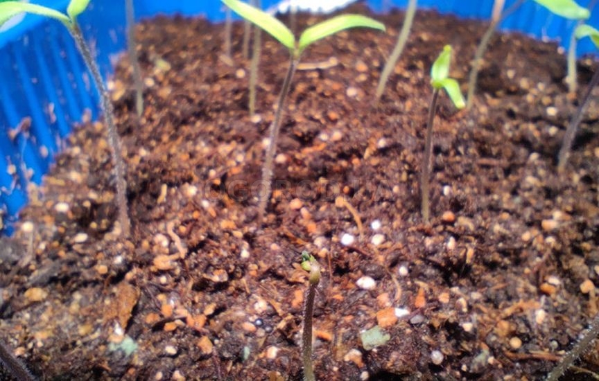 Что делать, если рассада остановилась в росте