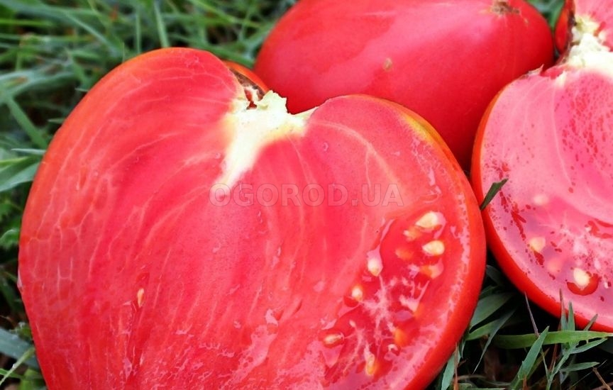 Лучшие сорта крупноплодных помидоров, которые дают стабильно высокий у Лучшие сорта крупноплодных помидоров, которые дают стабильно высокий у