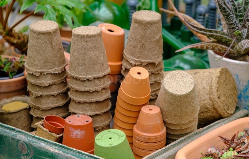 Идеальная рассада огурцов Идеальная рассада огурцов