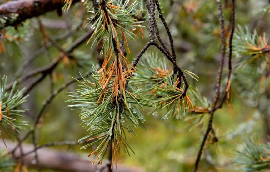 Осенний уход за хвойными растениями Осенний уход за хвойными растениями