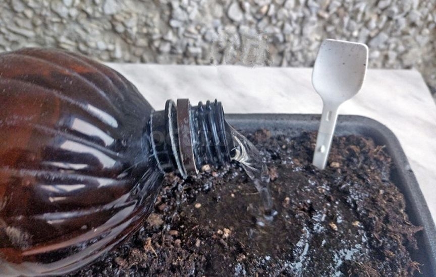 Рассада капусты: сроки и уход