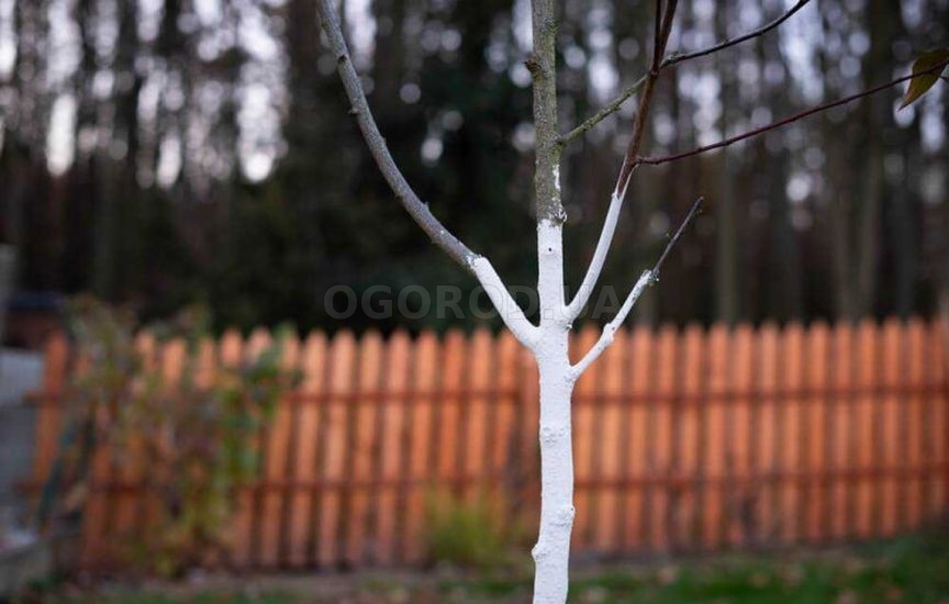 Как сберечь молодые саженцы в первую зиму Как сберечь молодые саженцы в первую зиму