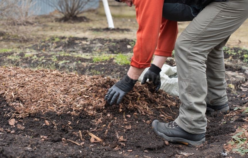 Что делать, если не успели посадить чеснок до холодов Что делать, если не успели посадить чеснок до холодов
